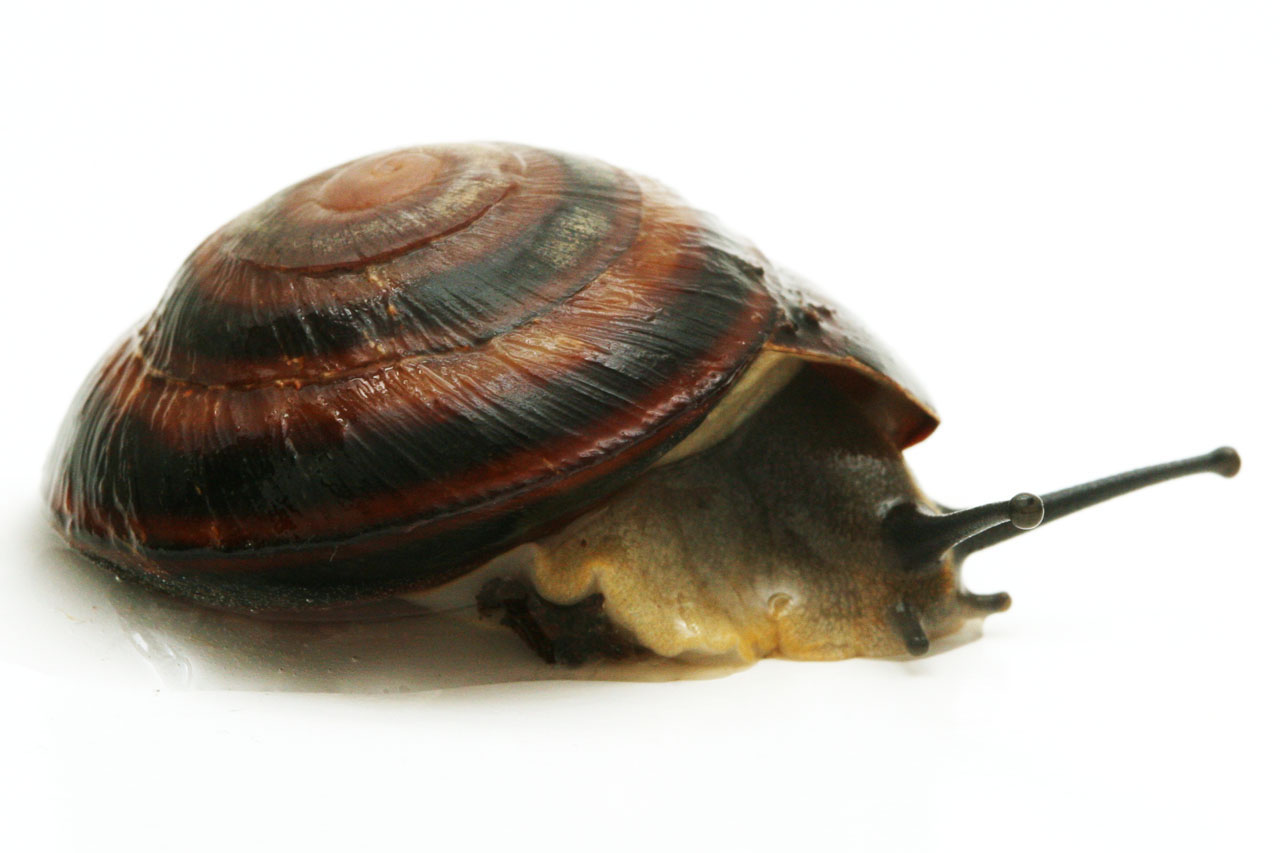 Pleurodonte rostrata Cuba semiadult